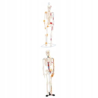 Úložný box pre deti - Ergonomické nastaviteľné stoličky pre deti