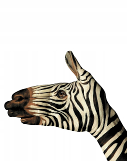 Prikrývka, prehozy na posteľ - Dvojitá prikrývka 160x200 vyrobená z mikrovlákna Zebra