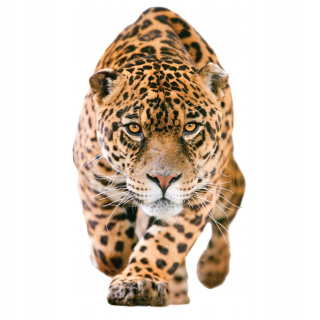 Destké samolepky - 3D nástenná nálepka pre stenu leoparda na dverách