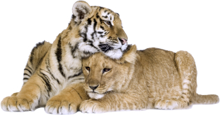 Destké samolepky - Nástenné nálepky Tiger Lew 8 70x36cm