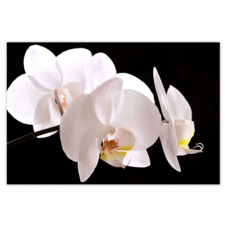 Destké samolepky - Nálepky 93x62 biele orchidey orchidey orchidey orchidey