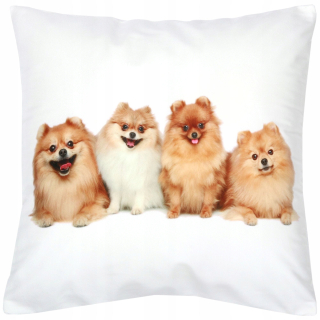 Obliečka na vankúš - Dekoratívne vankúš 40x40 Velor Dogs